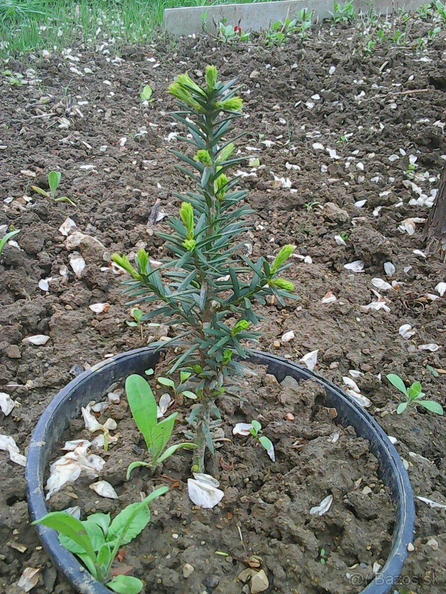 tis obycajny sadenicka - 2