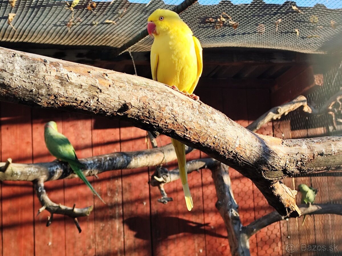 Alexander malý, chovný pár - 2