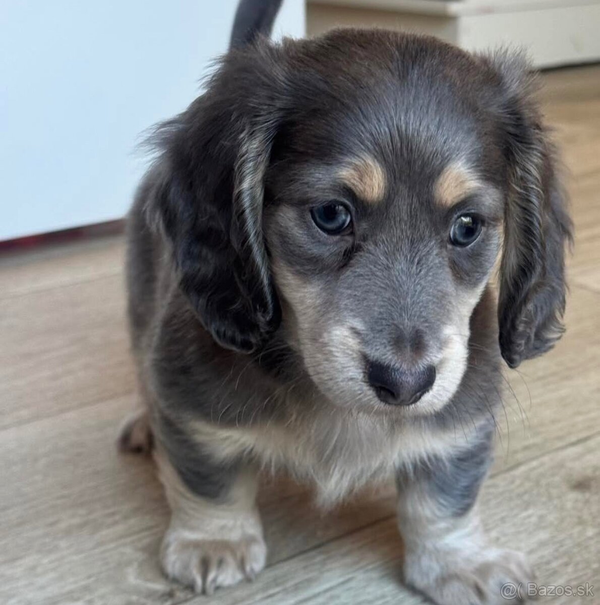 Šteniatka jazvečíka na adopciu. - 2