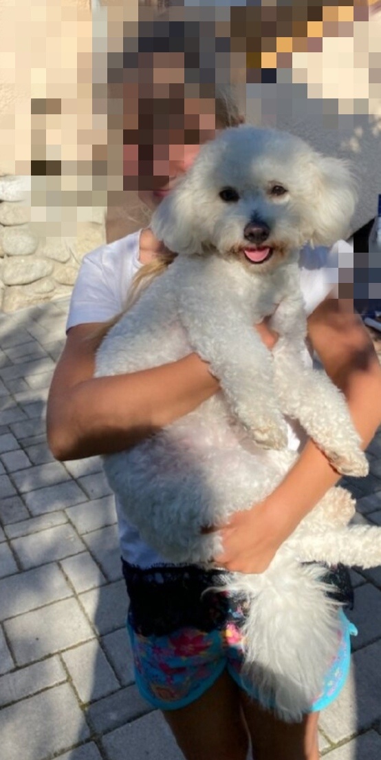 Stráženie psov - 2