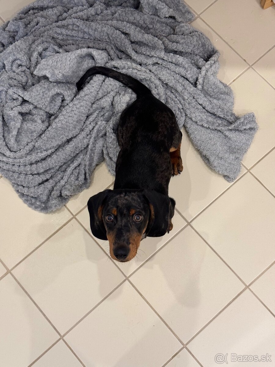 Predám šteniatko - 2