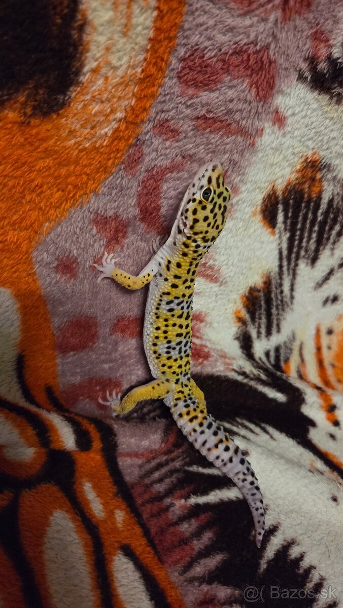 Gekončík nočný - 2