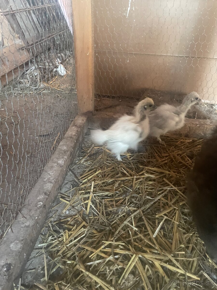 Kuriatka -Hodvabnicka - 2