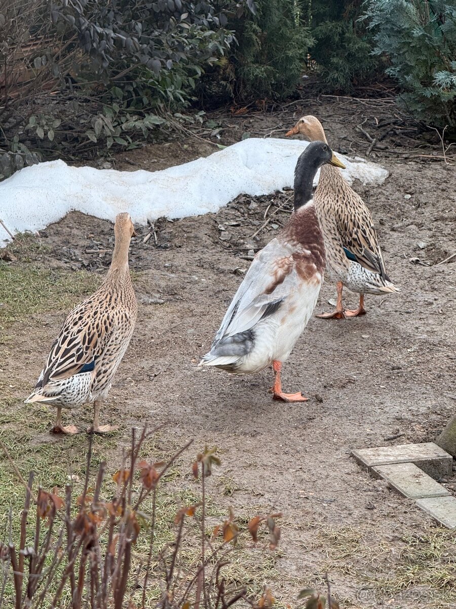 Indické bežce - párik - 2