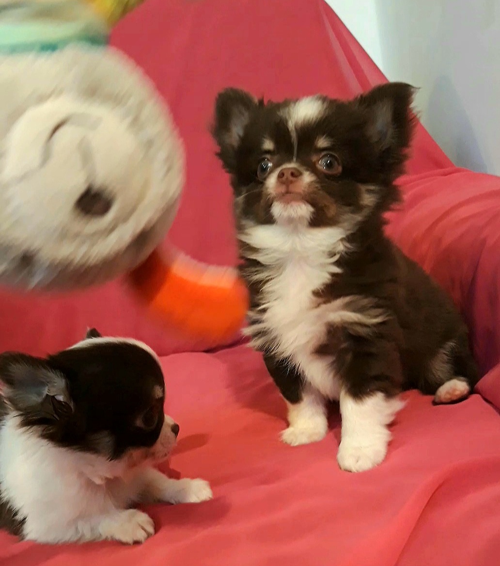 Čivava dlhosrstá - 1psík + 1fenka - 2