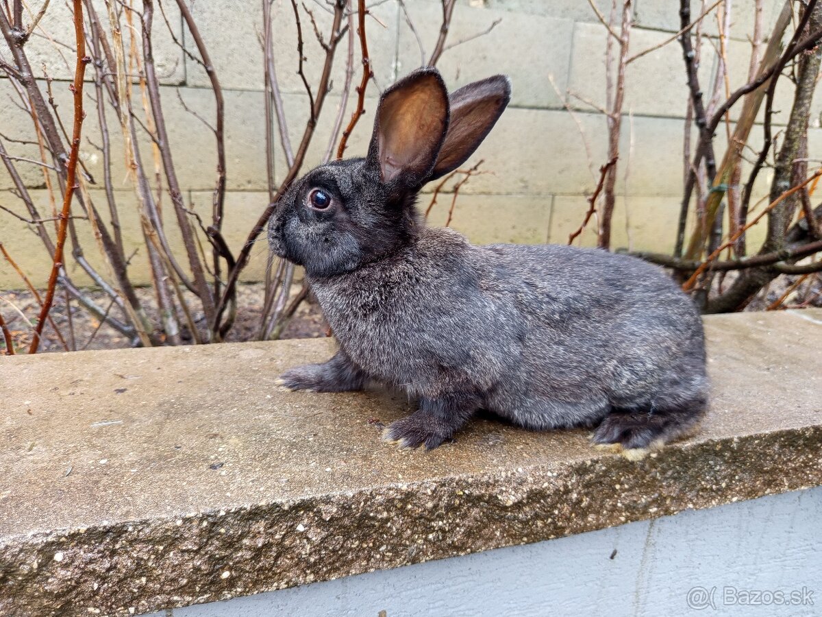 Predám králiky - 2