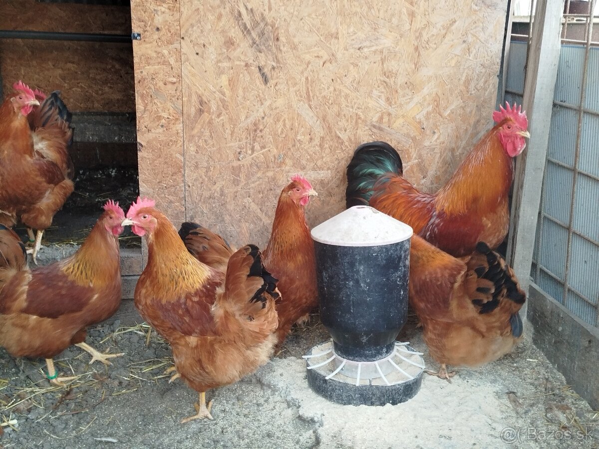 Nasadové vajcia hempšír - 2