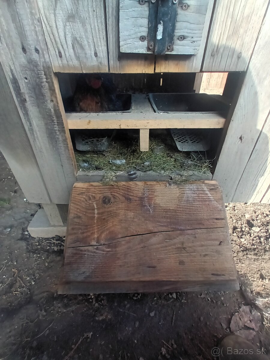Kurín pre sliepky - 2