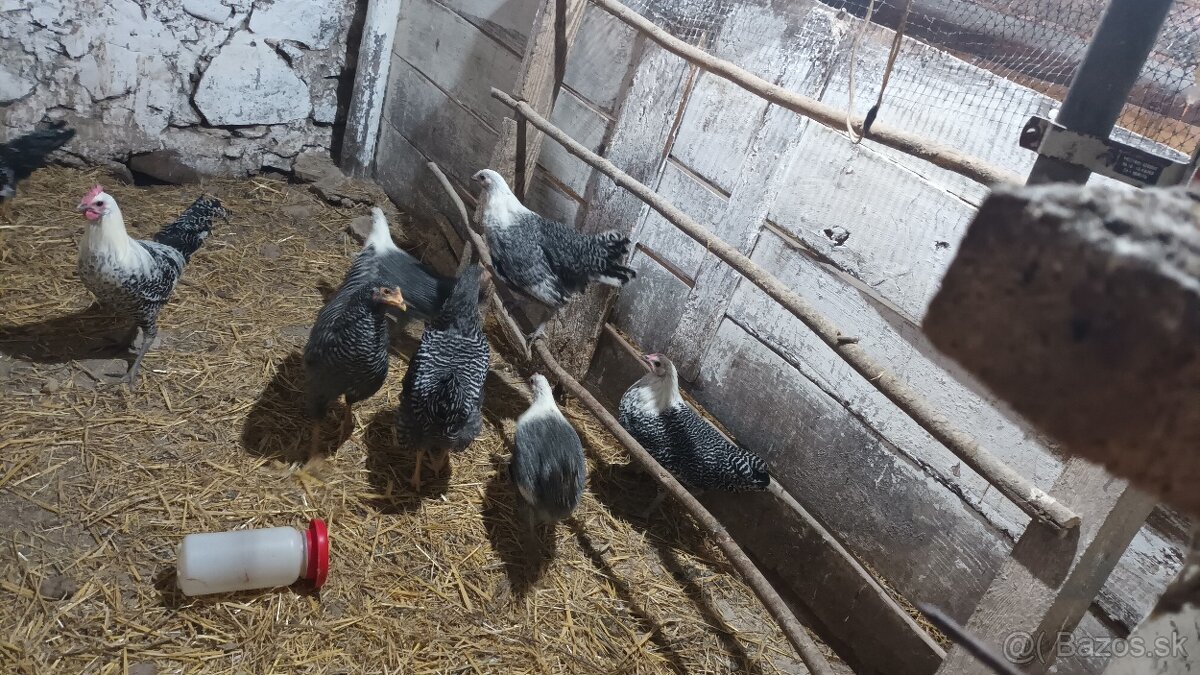 Brakelka strieborná - 2