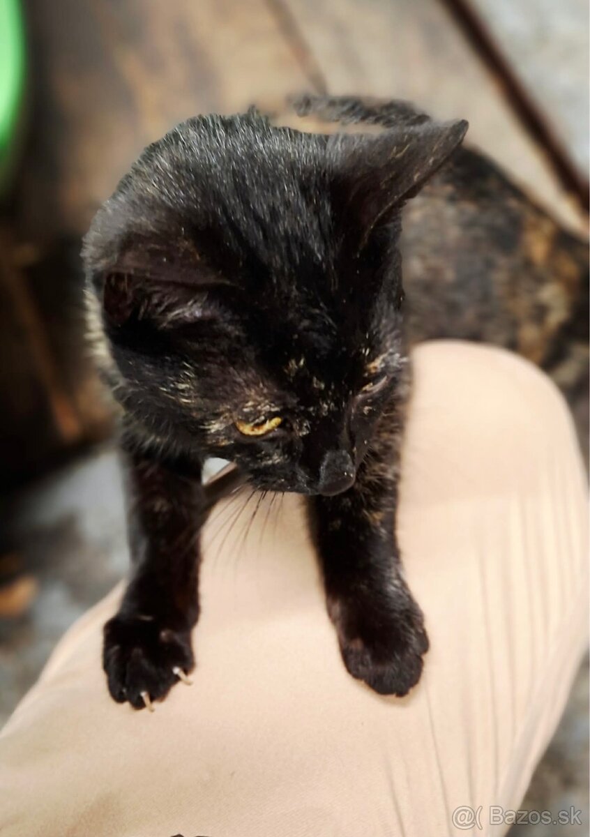 Darujem mačiatko - 2