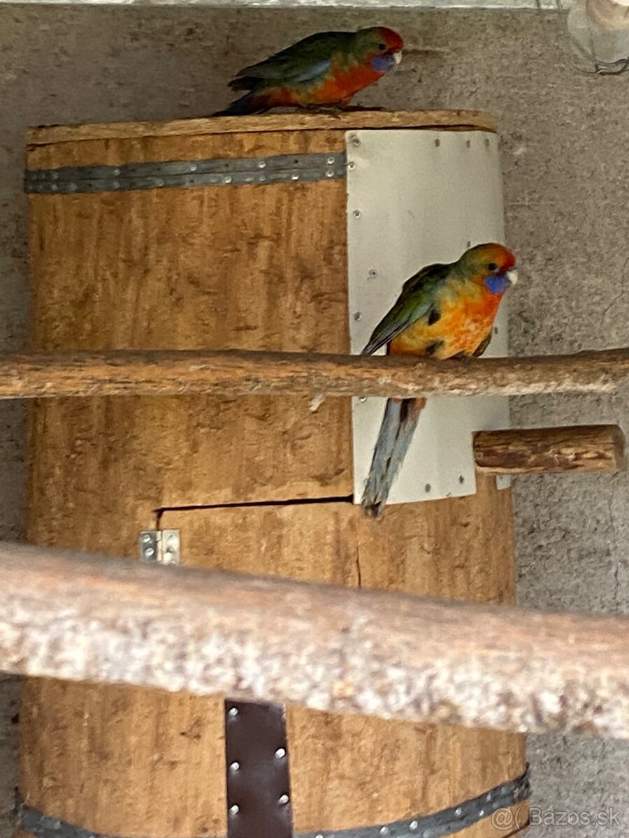 Rozela adelaidska - 2