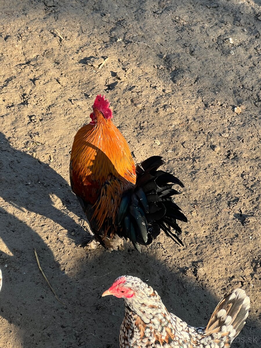 Liliputky Kohuty - 2