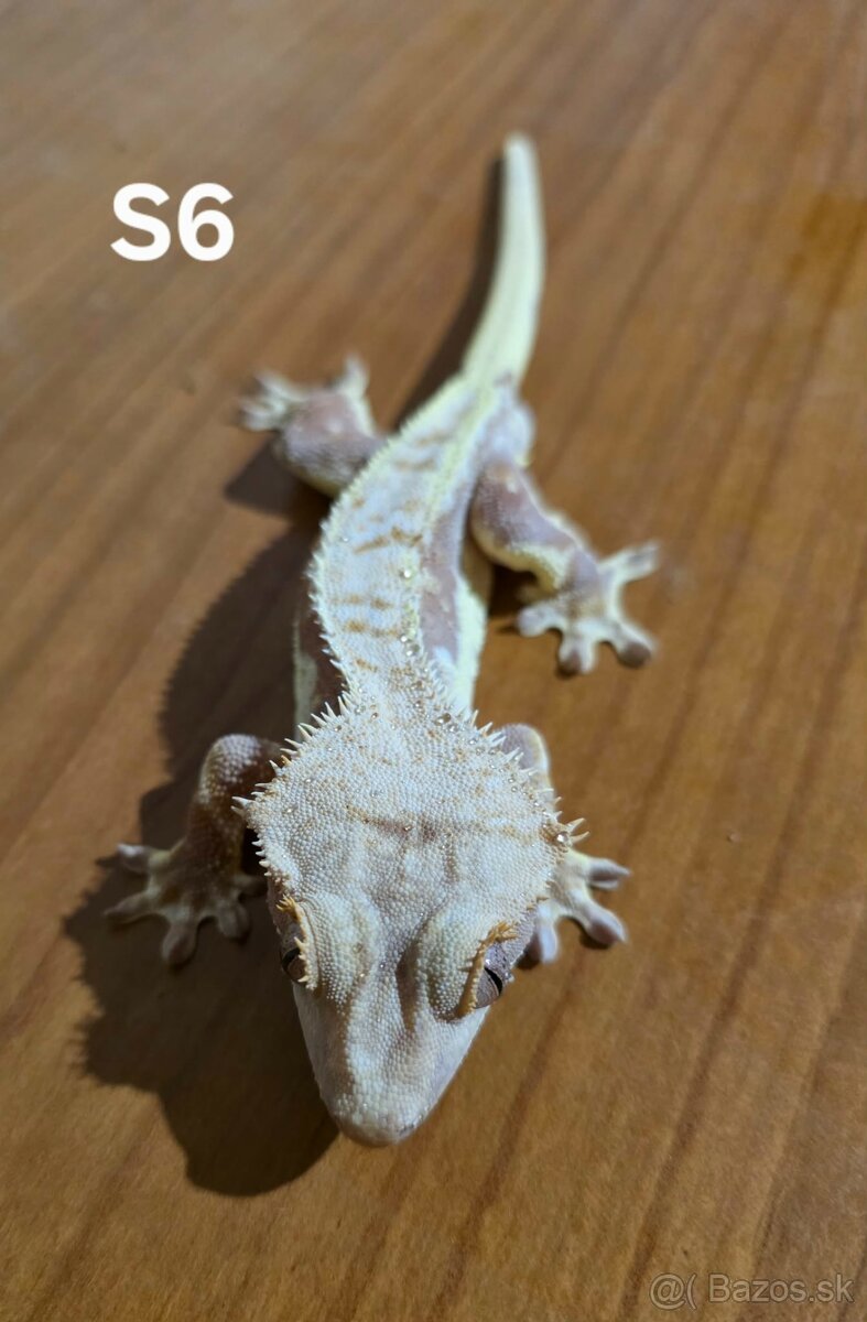 Pagekon riasnatý - 2