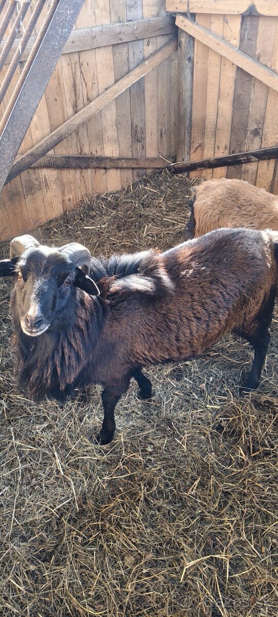 Kamerunská ovca -barany - 2