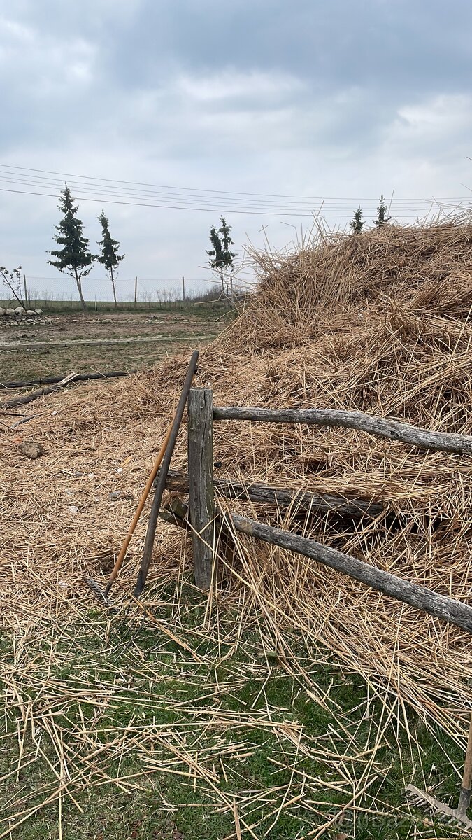 Odvoz a likvidácia rákosu - 2