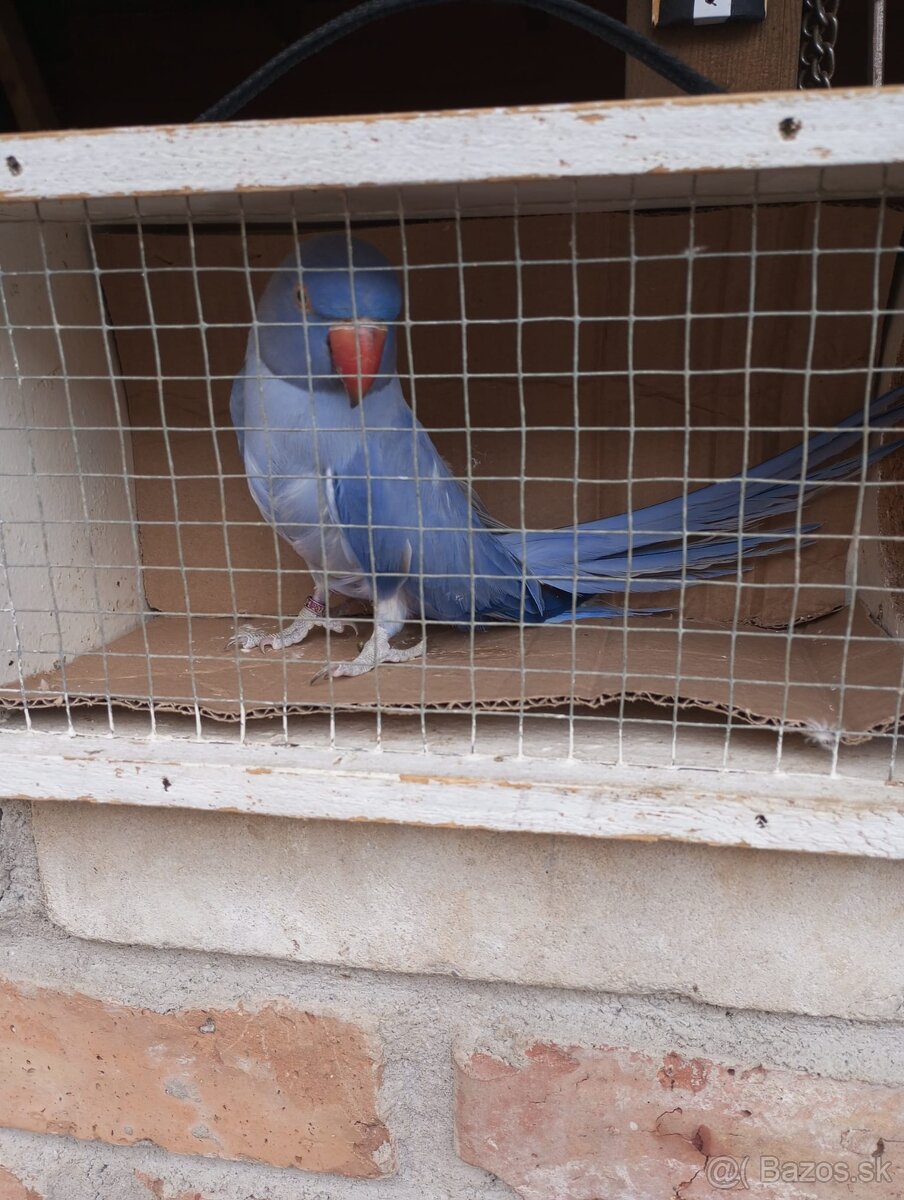 Predam alexander maly violeta - 2