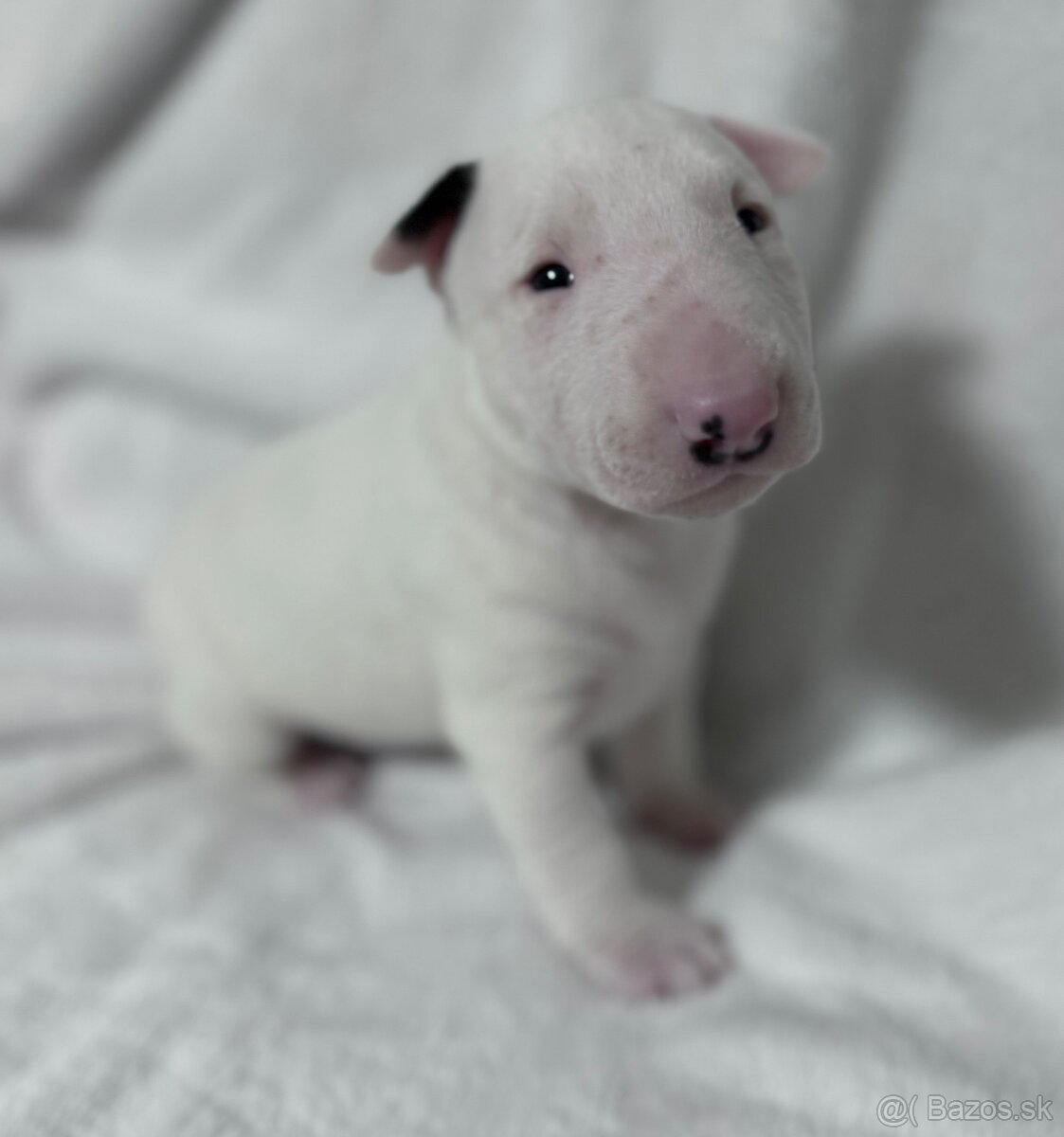 Miniaturní bulteriér s Pp - 2