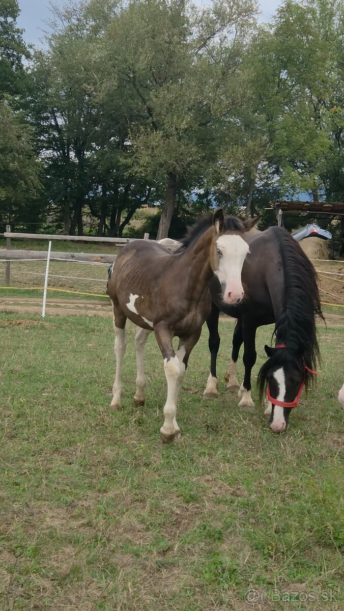 Qh aph paint quarter - 2