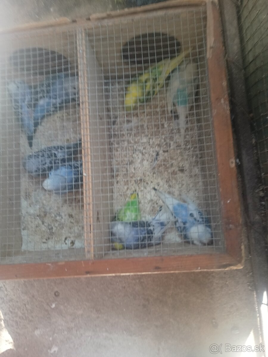 Predám korely aj andulky - 2