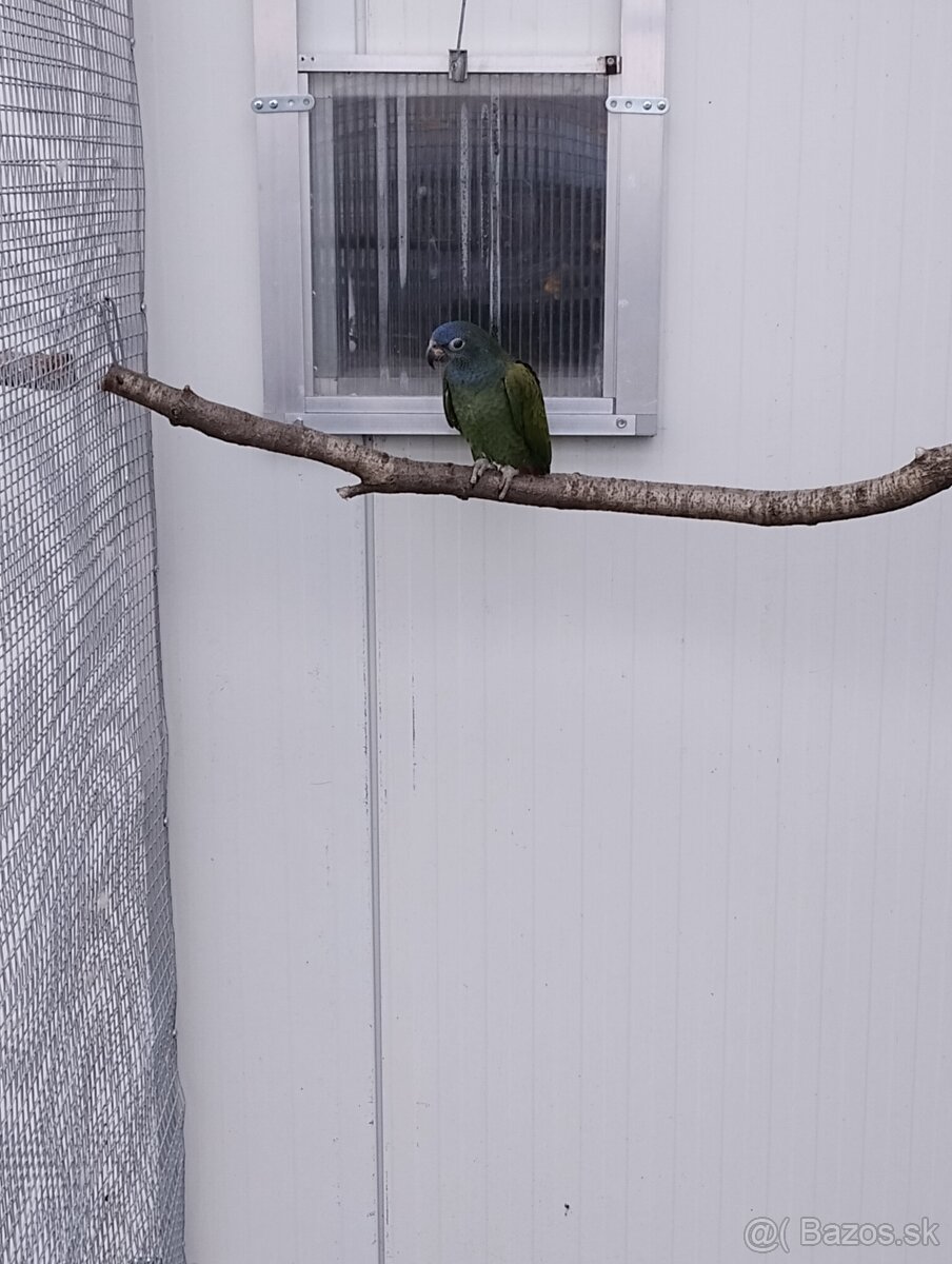 Amazonik modrohlavy - 2