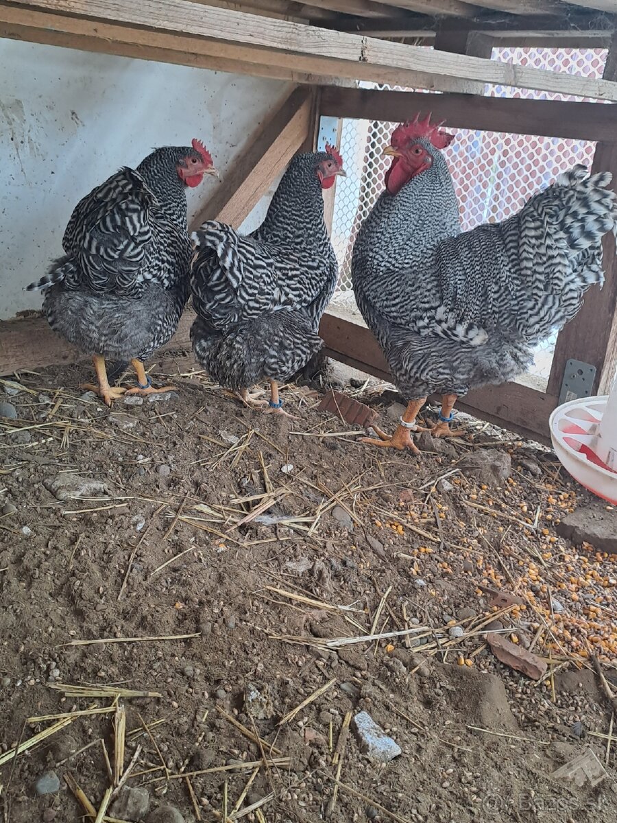 Nasadove vajíčka amrox,amroks - 2