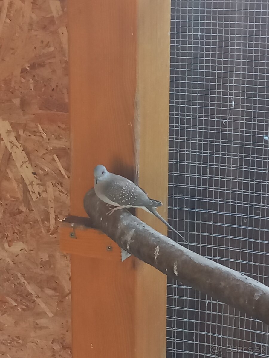 Holúbok diamantový - 2