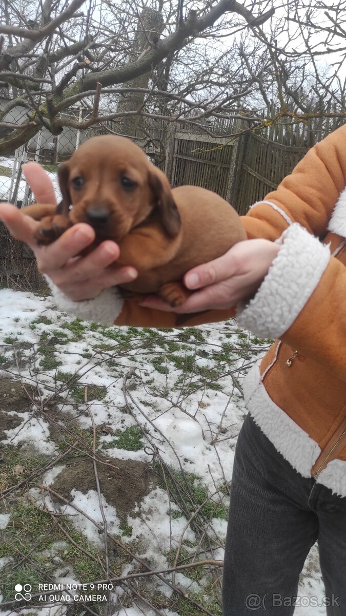 Predám šteniatka jazvečíkov krátkosrstých - 2