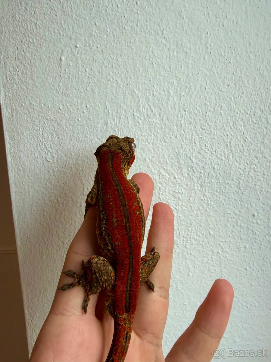 Pagekon hrbolkohlavý gargoyle gecko - 2