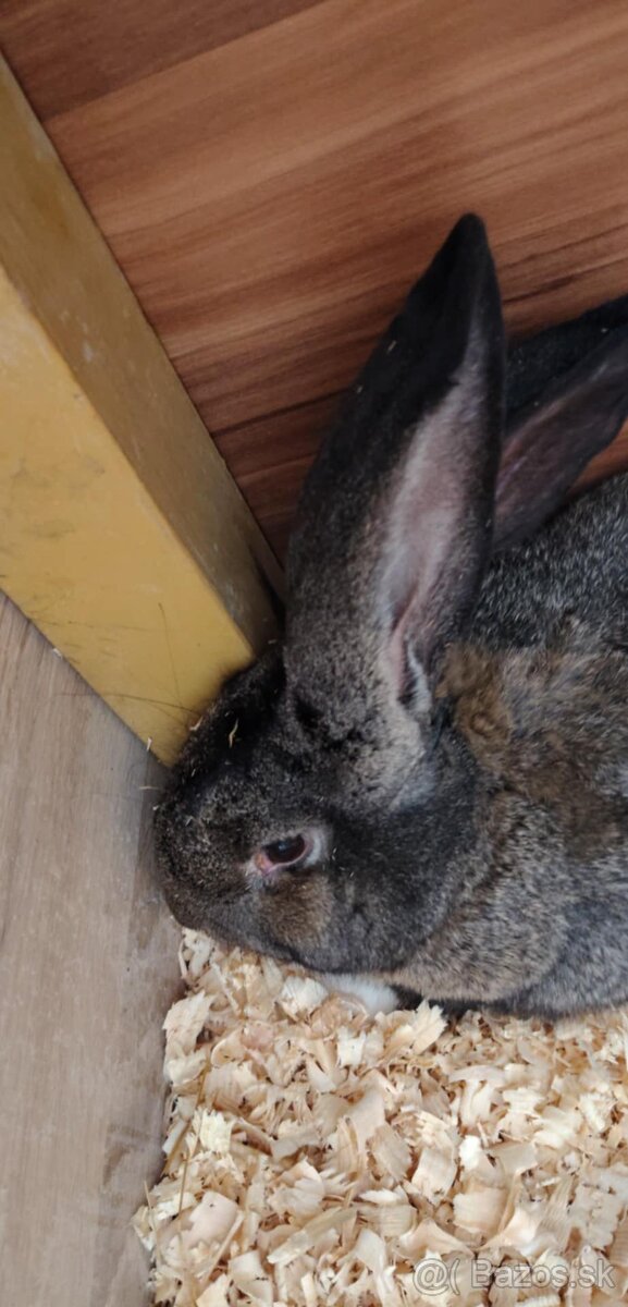 Belgický obor zajac - 2