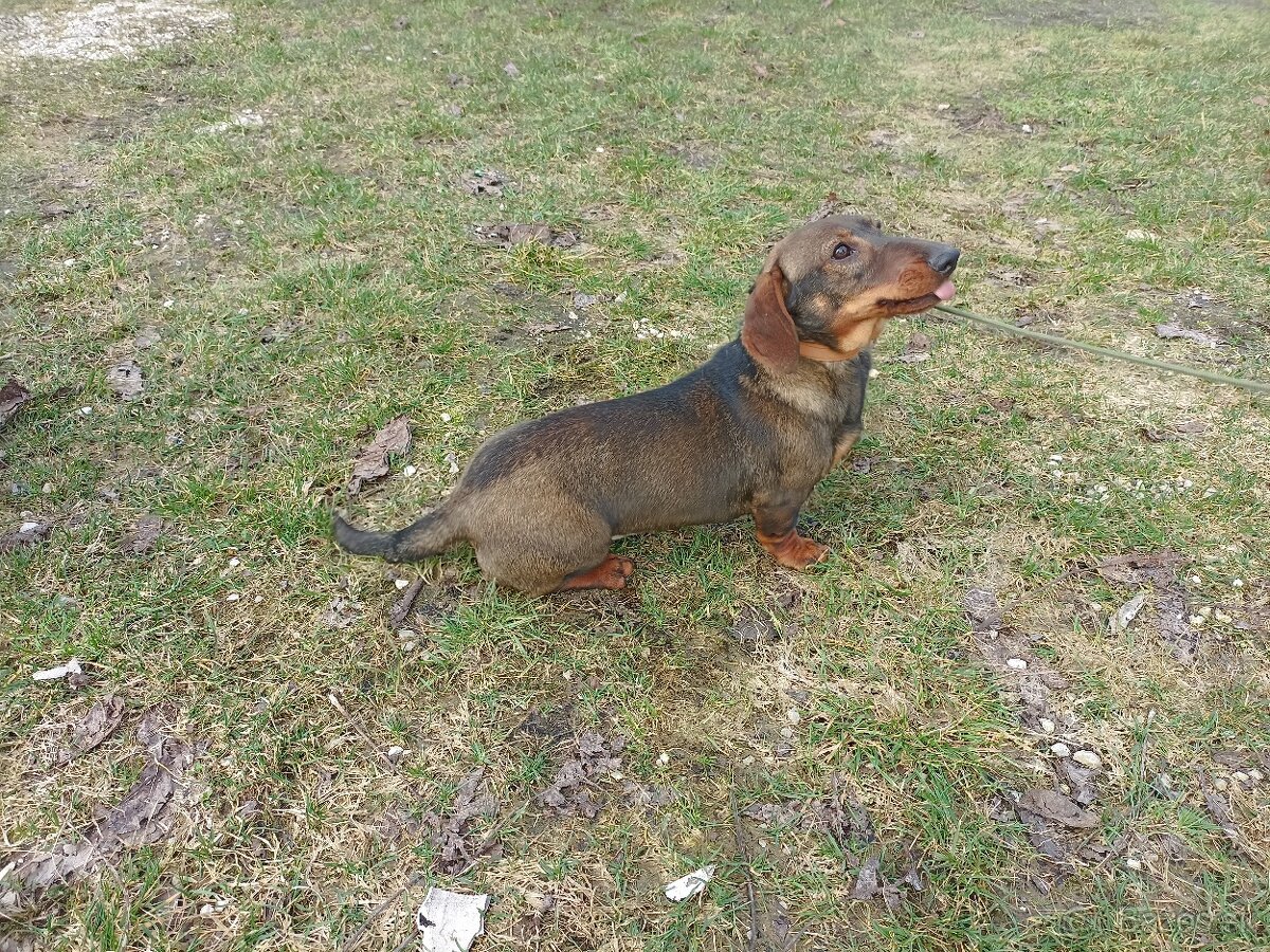 Jazvečík hrubosrstý - 2