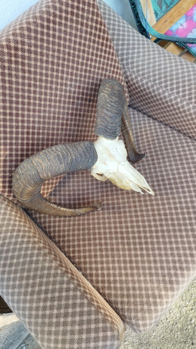 Predám trofej muflona parožie zhody trofeje - 2