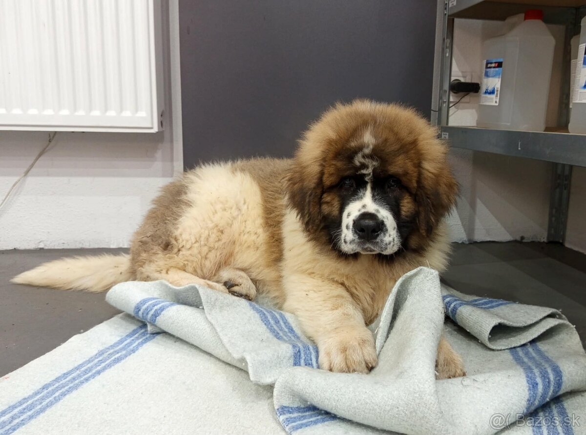 Moskovský strážny pes – pes (šteniatko) s PP - 2