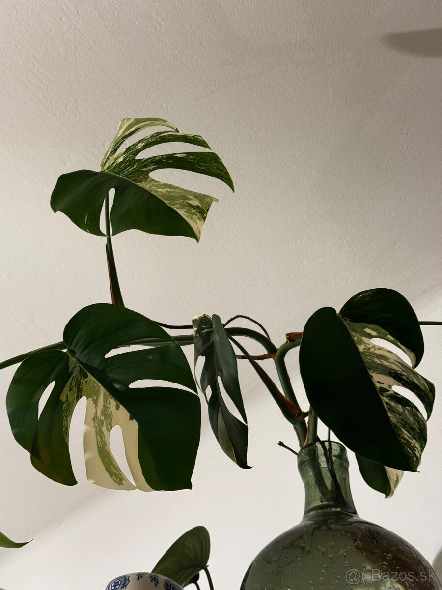 Monstera deliciosa Variegata - 2