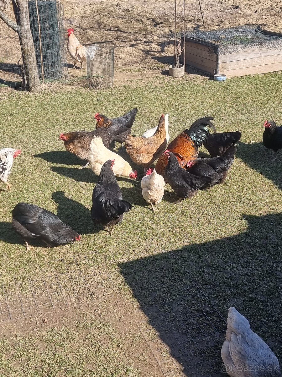 SLEPAČIE VAJCIA - 2