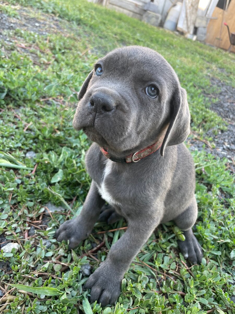 Cane Corso - 2