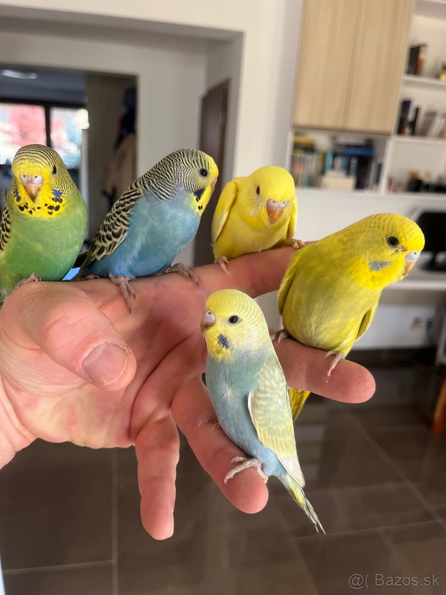 Andulka mlada Maznačik - 2