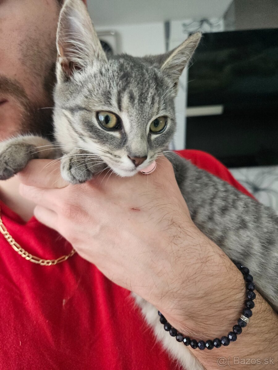 Podarujeme mačiatko - 2