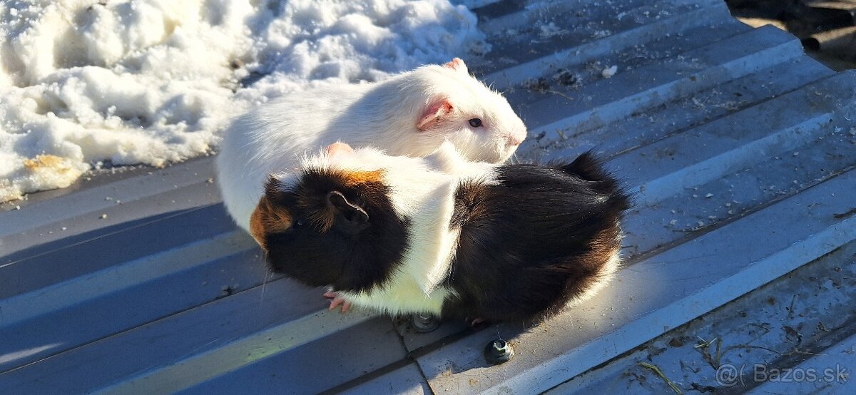 Morské prasiatká - 2