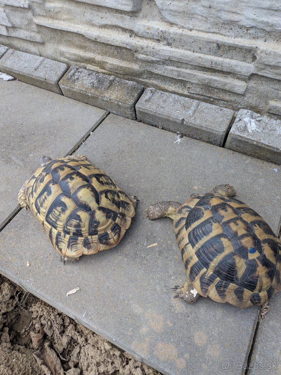 Suchozemská korytnačka - 2