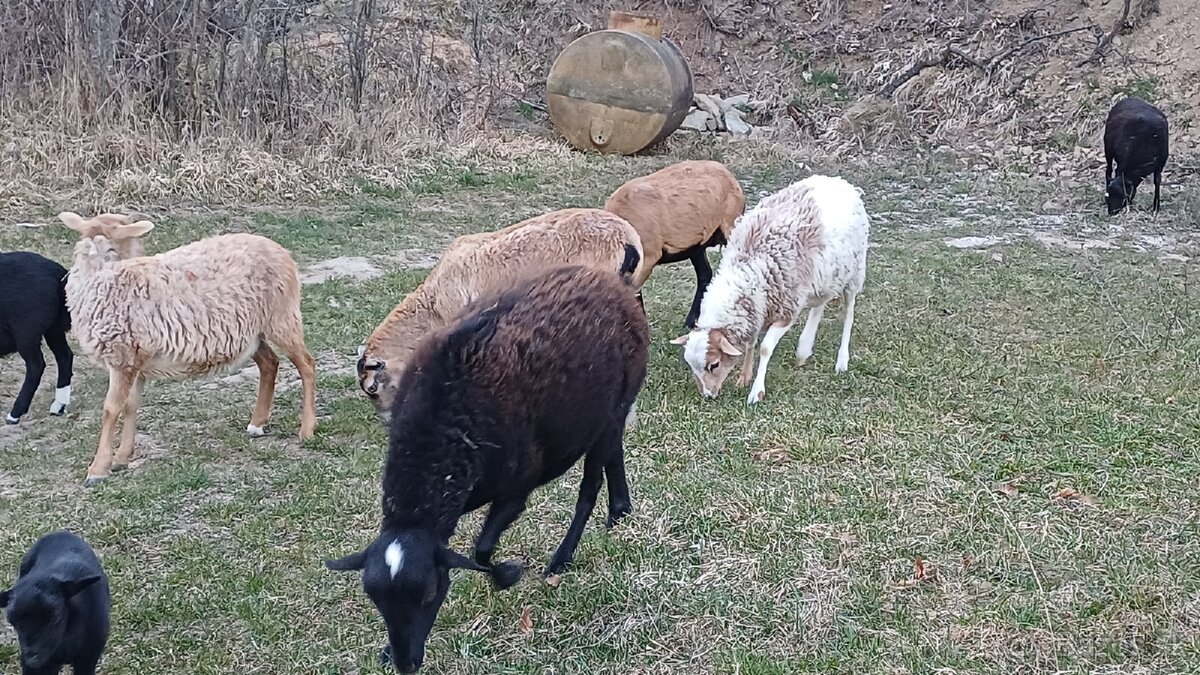 Predam ovce dorper/ kamerun - 2