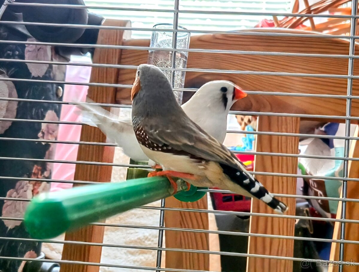 Zebricky maldý chovný pár - 2