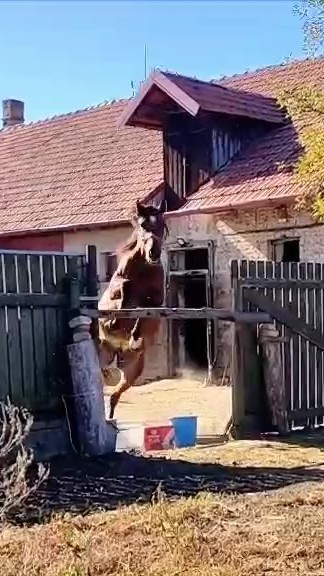 Predám skvelého 2-ročného ST žrebca - 2