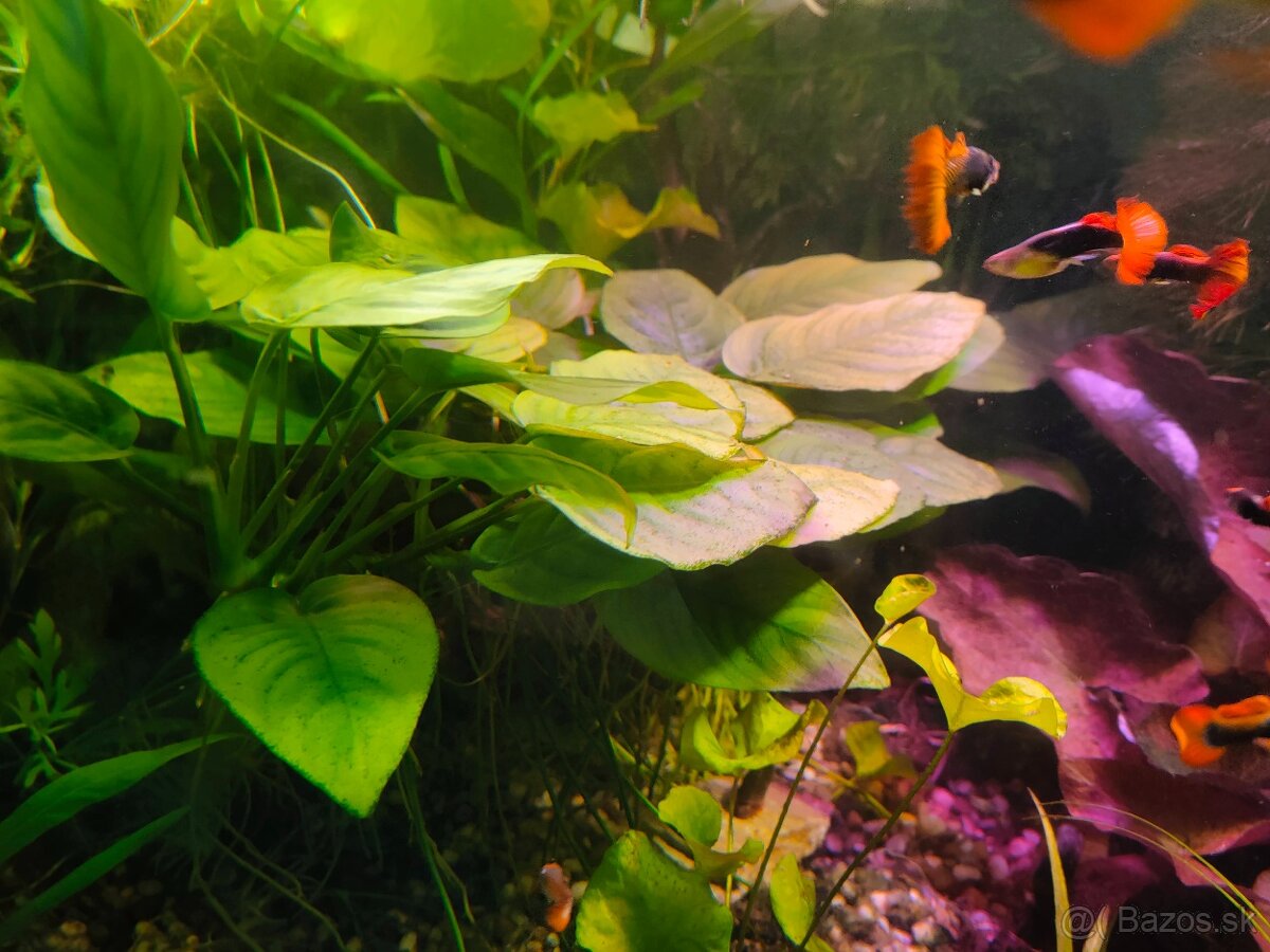 RASTLINY Z AKVARIA16 - 2