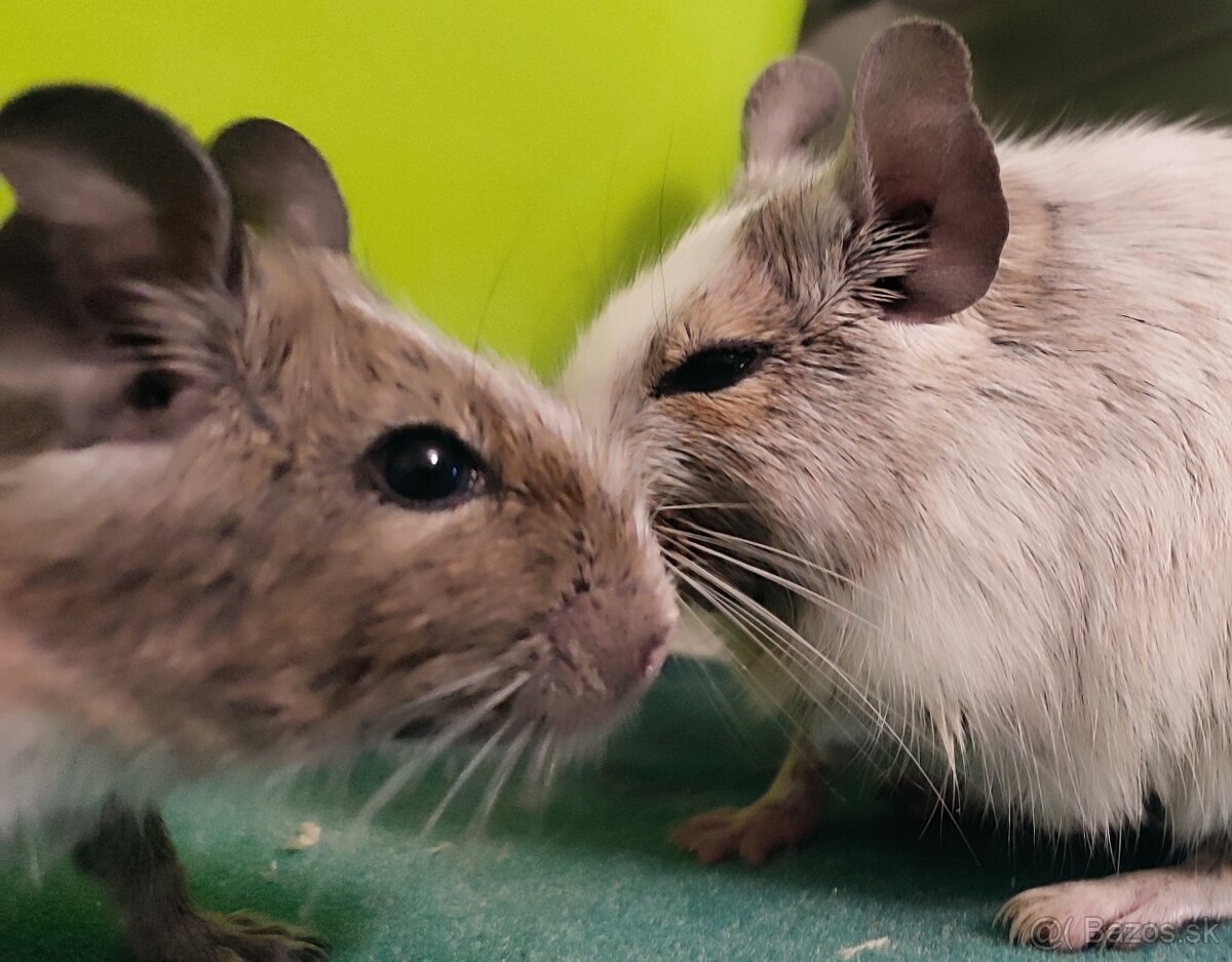 Osmak Degu - 2