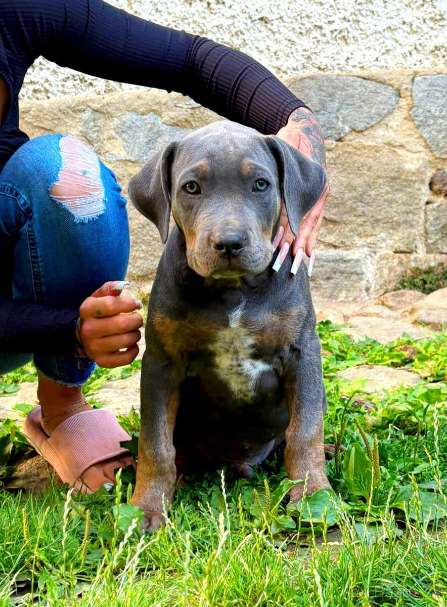 American bully XL - 2