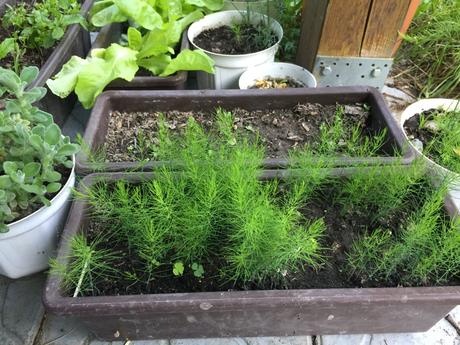 Špargľa lekárska - Asparagus semena 40ks - 2
