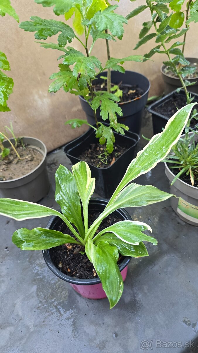 Hosta dvojfarebna - 2