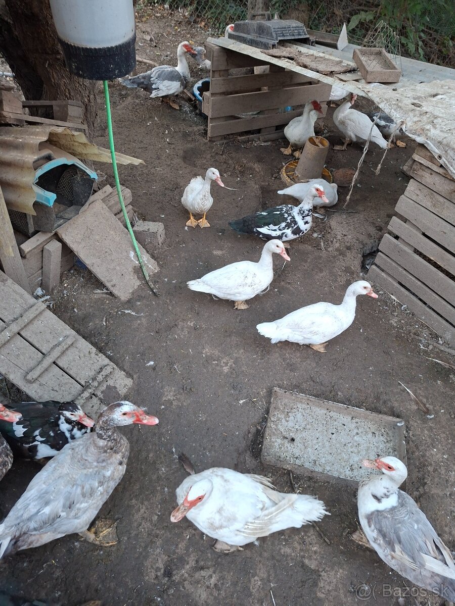 Predam kacky pizmove - 2