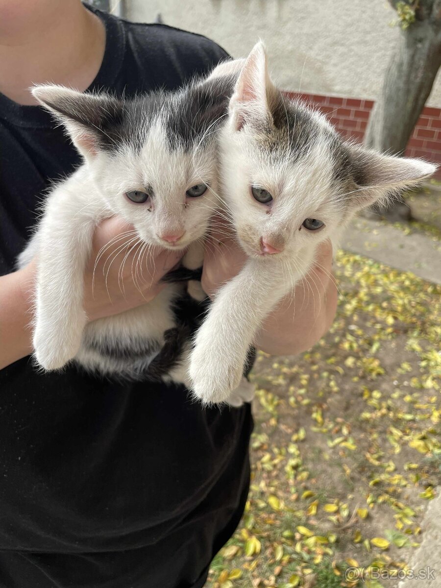 DARUJEM MAČIČKY AJ KOCÚRIKOV DO DOBRÝCH RÚK - 2