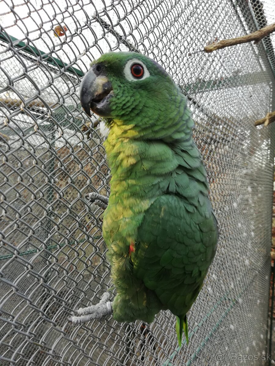 Amazoňan pomúčený - 2